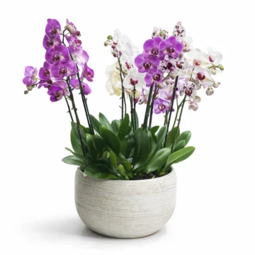 7 Mixed Orchid Arrangement with Purple & White in Porcelain Pot
