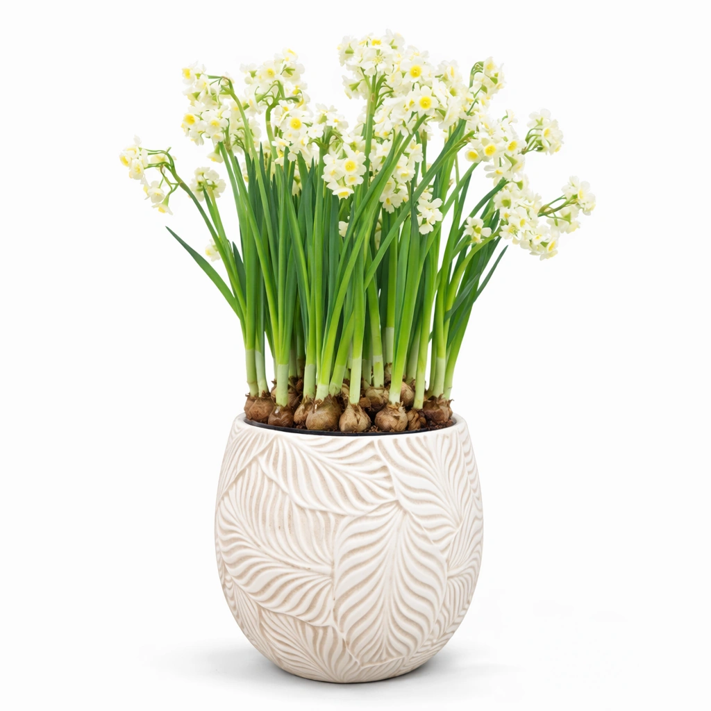 Narcissus Arrangement in White Fiber Pot