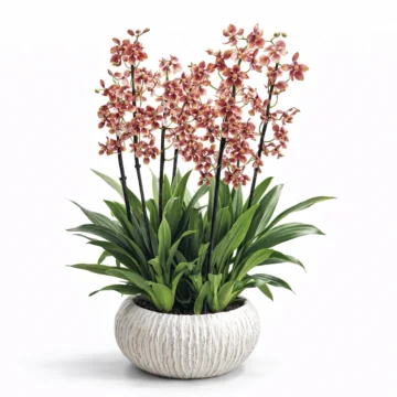 4 Dendrobium Orchid in Fiber Pot