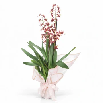 Oncidium Orchid Plant
