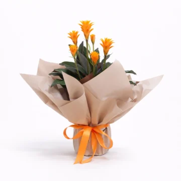 Orange Gazania Flowering Plant