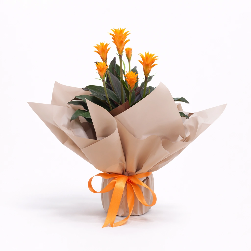 Orange Gazania Flowering Plant