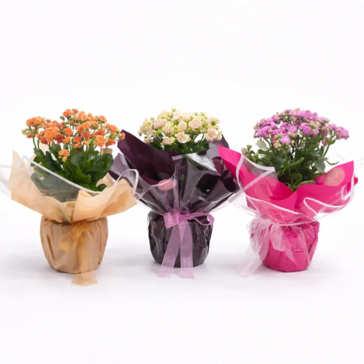 Orange, White & Pink Kalanchoe Flowering Plant - Image 2