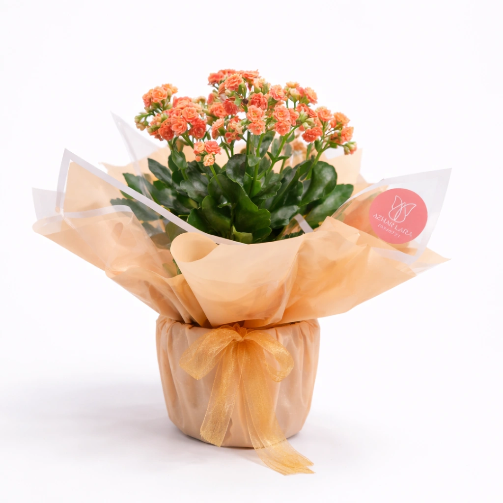 Orange, White & Pink Kalanchoe Flowering Plant