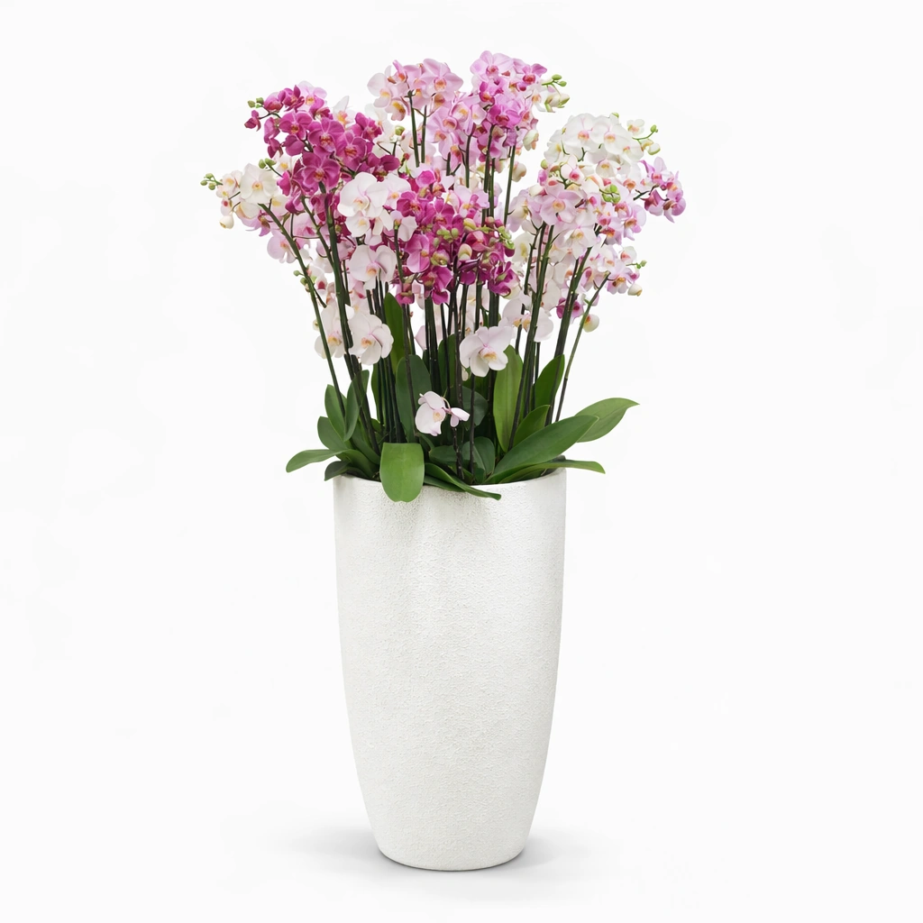 10 Orchid Arrangement in White Fiber Pot