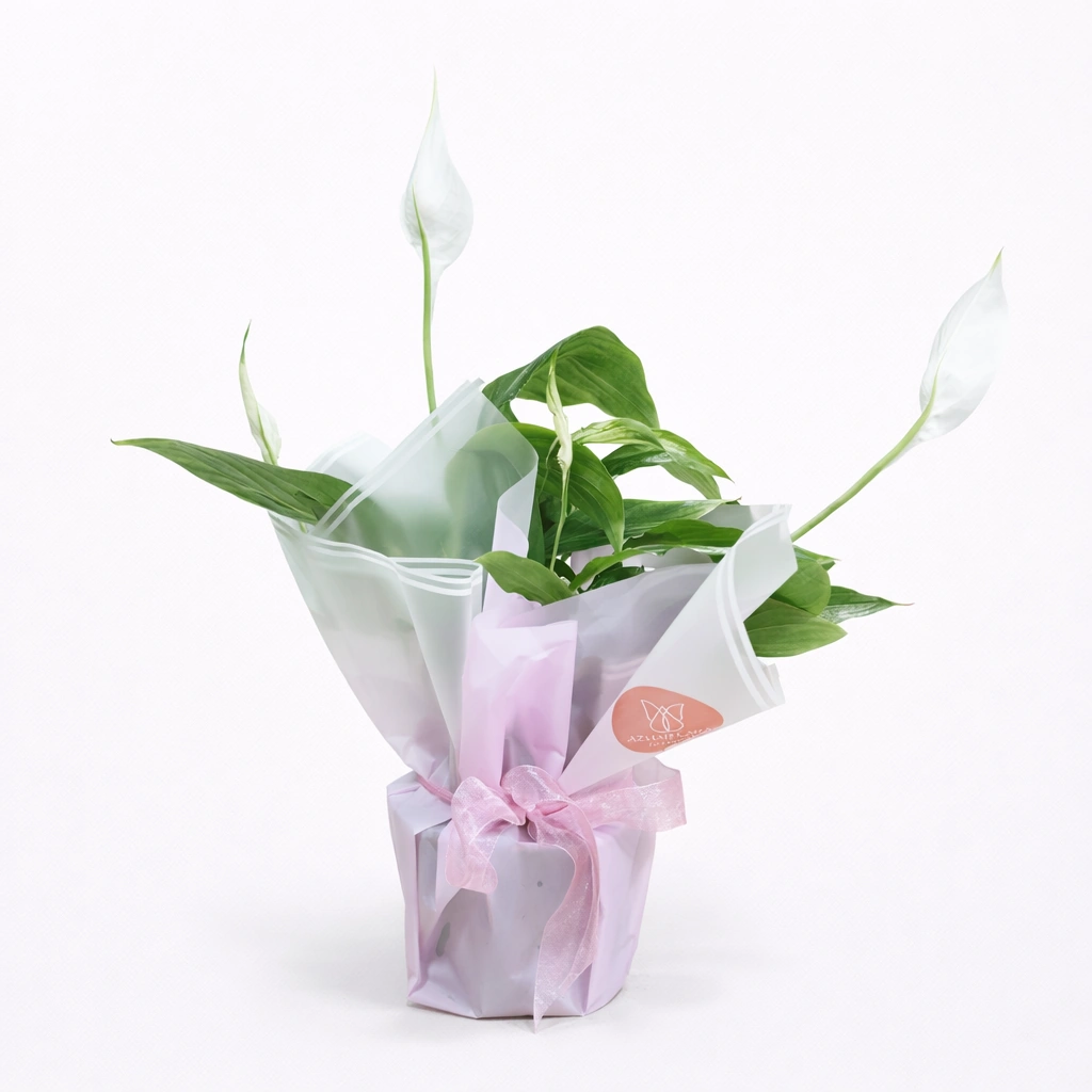 Peace Lily Plant (Spathiphyllum)