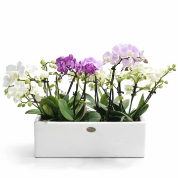 3 Baby Orchid Arrangement (White & Purple Mix) in Black Porcelain Pot