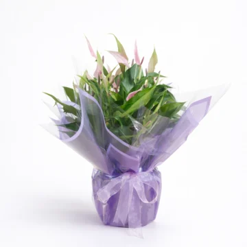 Pink Calla Lily Plant