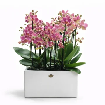 3 Purple Baby Orchid Arrangement in White Porcelain Pot