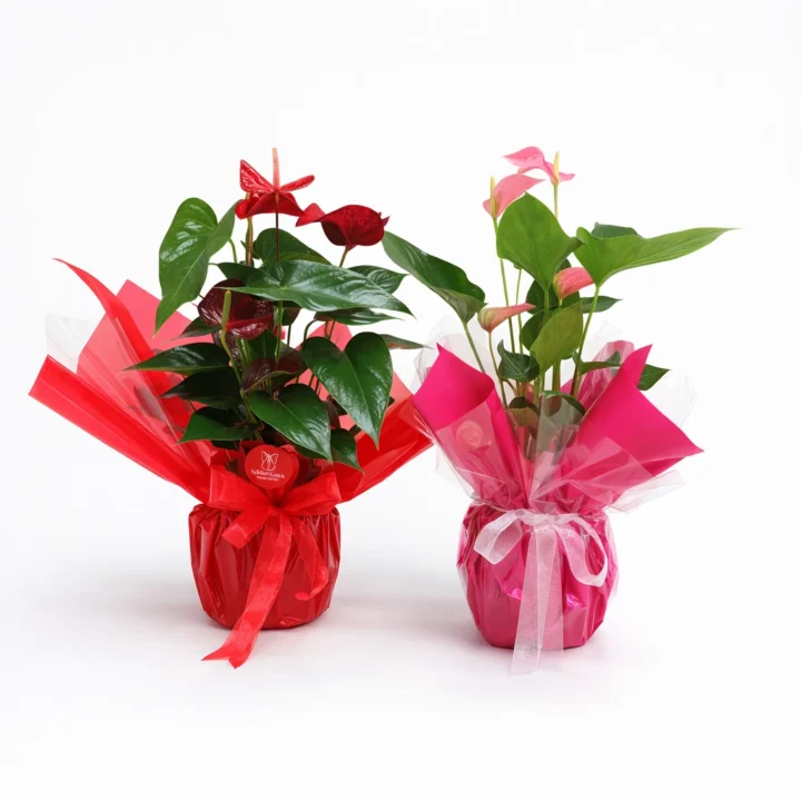 Pink & Red Anthurium Plant - Image 2