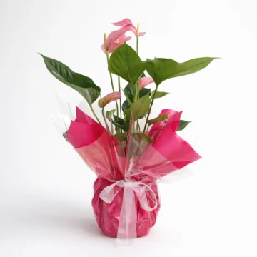Pink & Red Anthurium Plant