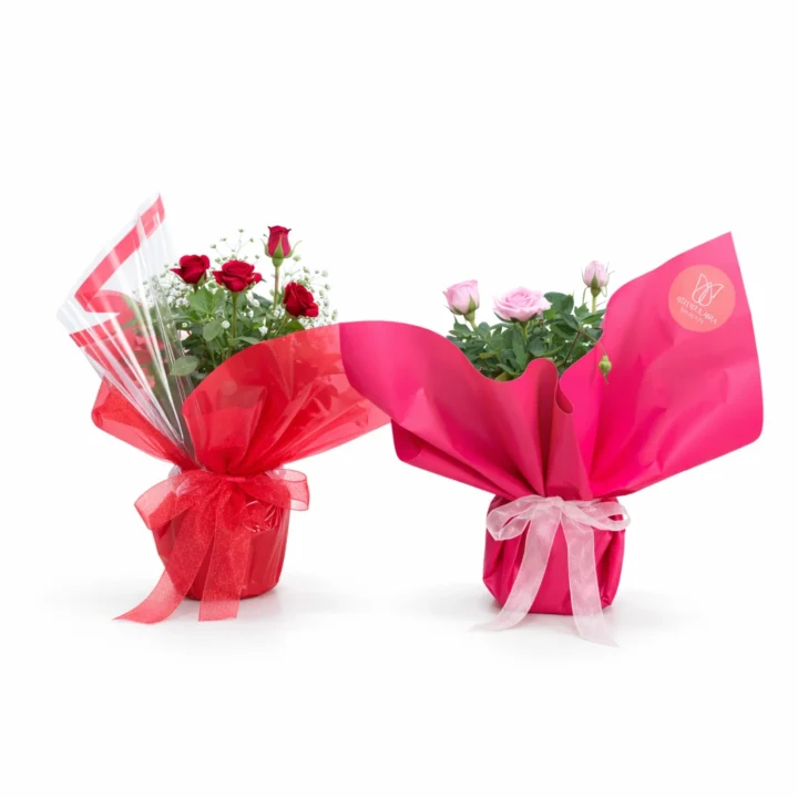 Pink & Red Mini Rose Plant - Image 2