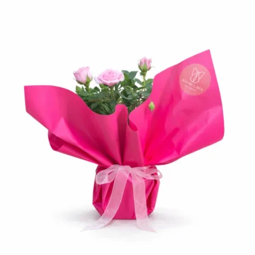 Pink & Red Mini Rose Plant