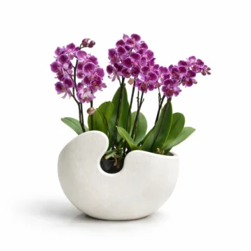 2 Purple Orchid  in Fiber Pot