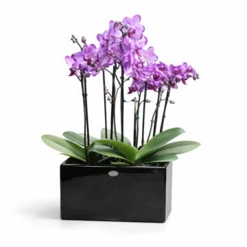 2 Purple Orchid Arrangement in Black Porcelain Pot