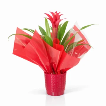 Red Bromeliad Plant