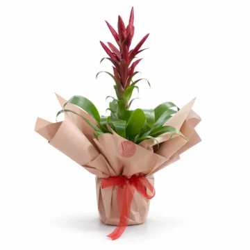 Red Bromeliad Plant