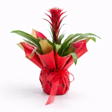 Red Bromeliad Plant