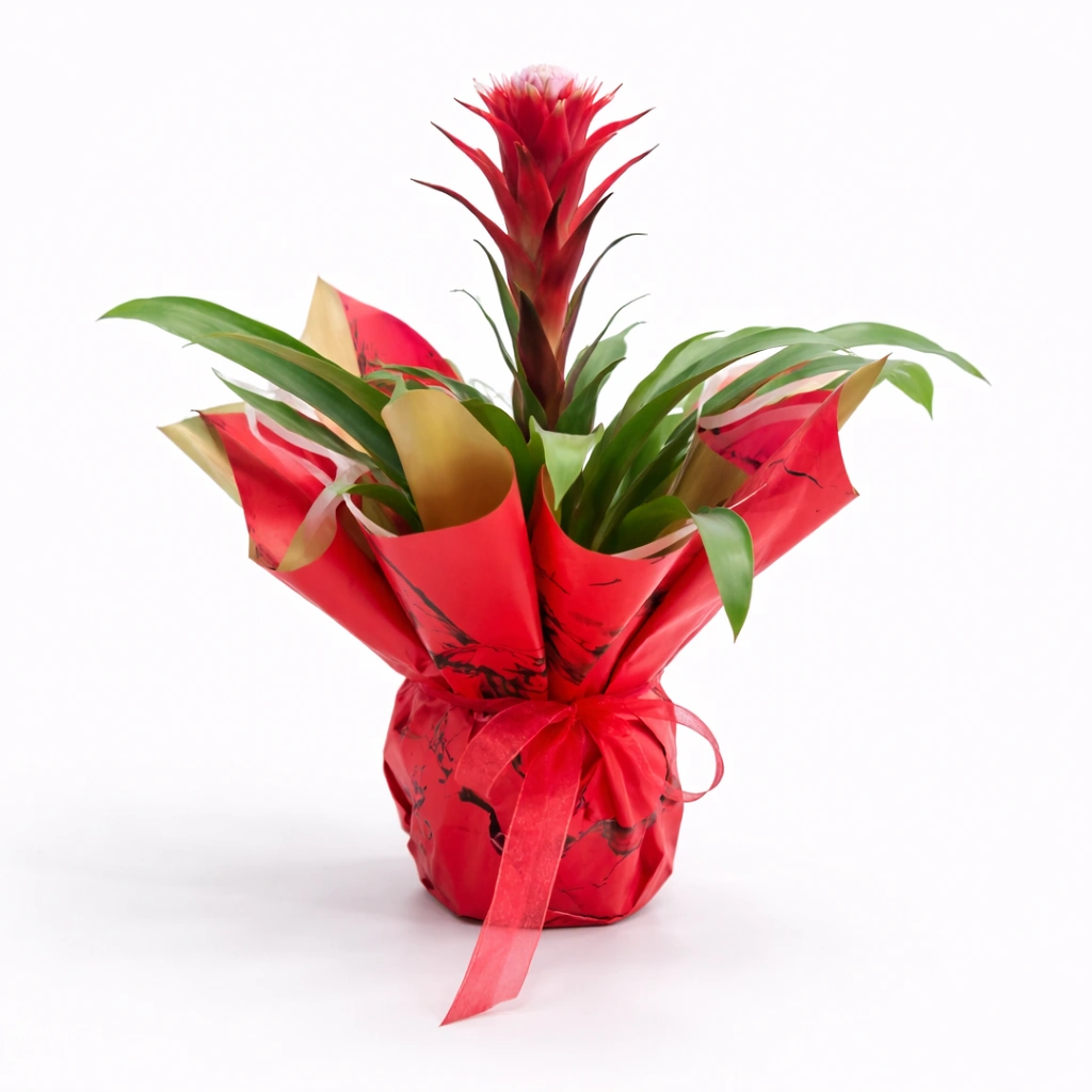 Red Bromeliad Plant
