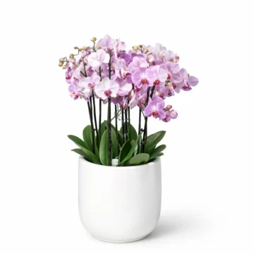 6 Orchid Arrangement in White Ceramic Pot