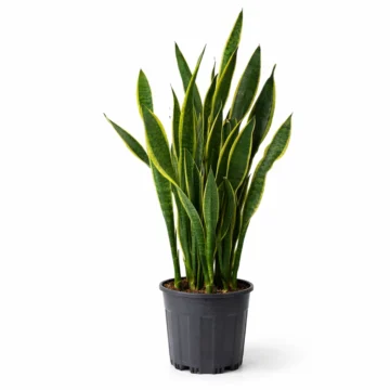 Snake Plant (Sansevieria Trifasciata)