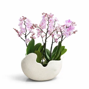2 Pink Orchid Arrangement in Fiber Pot