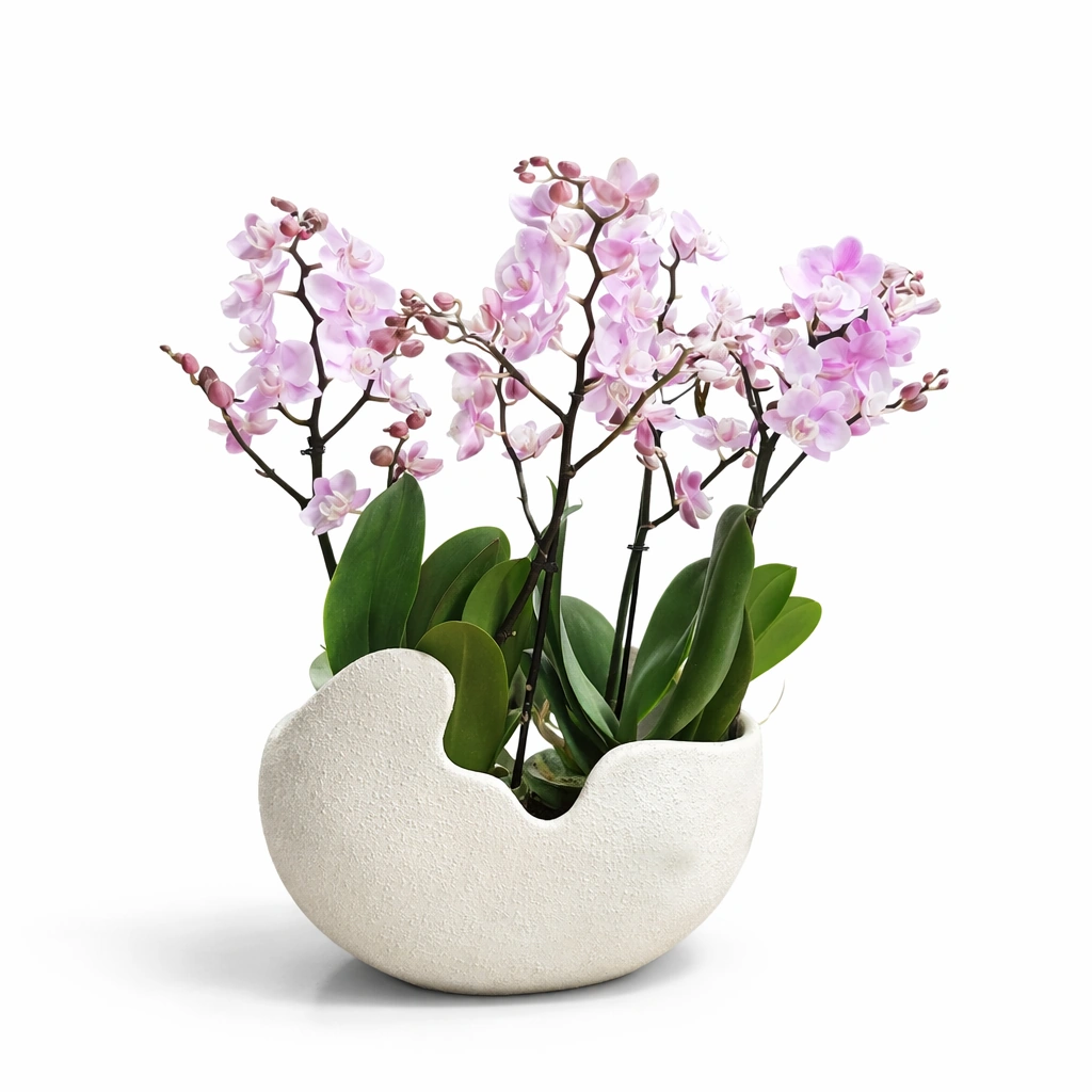 2 Pink Orchid Arrangement in Fiber Pot