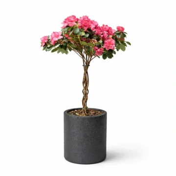 Azalea Tree in Black Fiber Pot