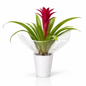 Vibrant Bromeliad Plant