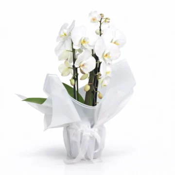 White Phalaenopsis Orchid