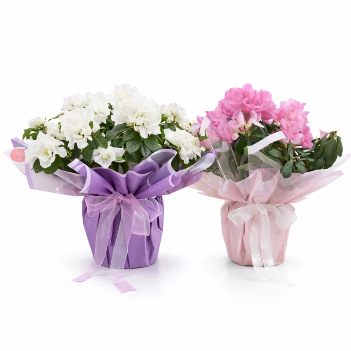 White & Pink Hydrangea Plant - Image 2