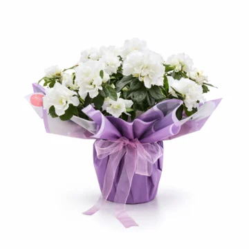 White & Pink Hydrangea Plant