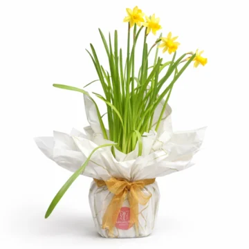 Yellow Daffodil Flowering Plant