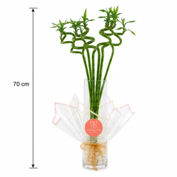 7 Small Lucky Bamboo Arrangement in Vase
