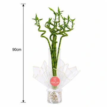 7 Medium Lucky Bamboo Arrangement in Vase