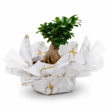 Ficus Ginseng Bonsai