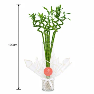 Large Lucky Bamboo Arrangement in Vase