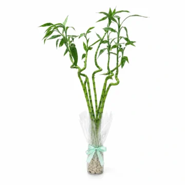 Thailand Bamboo